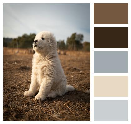 Great Pyrenees Puppy Dog Image